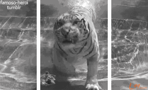 老虎的眼睛电影图片