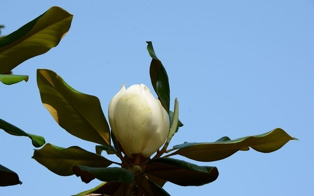 大花玉兰(大花玉兰花树)