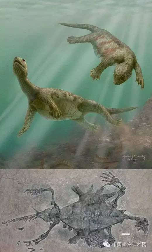 乌龟是怎么进化出壳的?