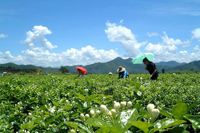 茉莉花茶有哪些功效 浅析花茶基本特征