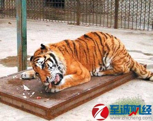 沈阳动物园老虎事件图片