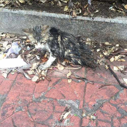 [报料]小猫被车碾压 后半身严重溃烂