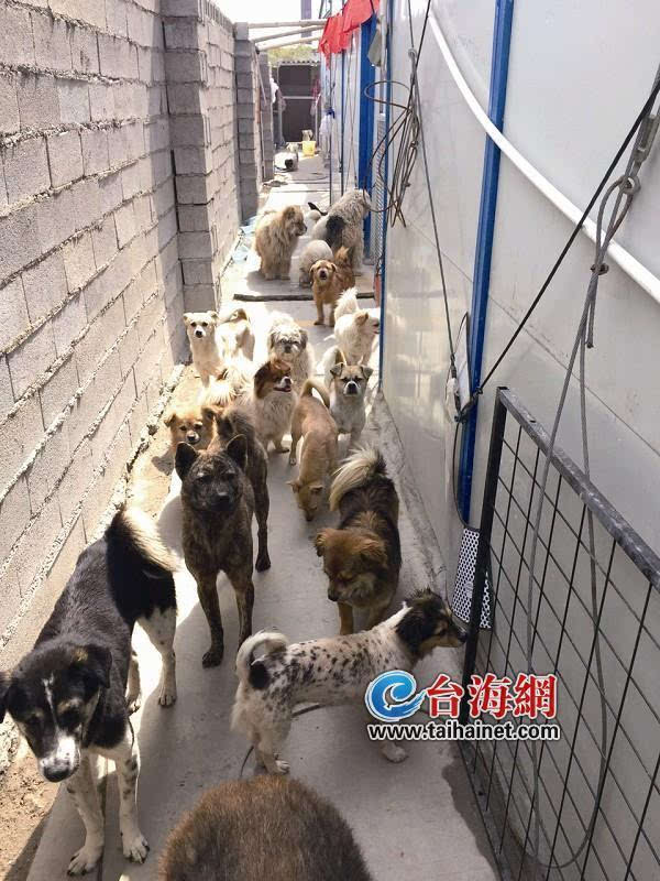 厦门最大的民间流浪狗救助站急需找个新家 300只狗狗又要去流浪?