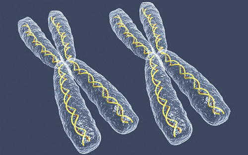 查看了磁性哺乳动物失活x染色体紧密包装的小结构——巴尔氏小体(barr