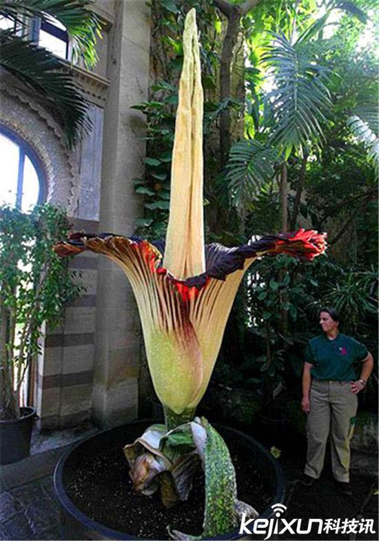 世界上最吓人的植物图片
