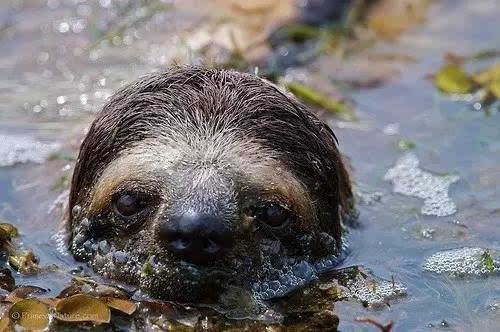 水鬼 树懒图片