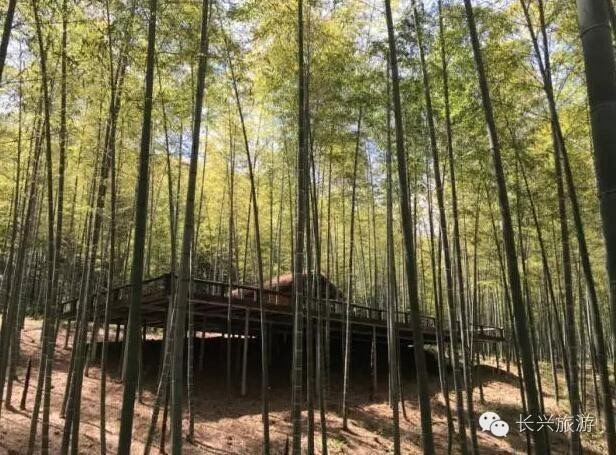 竹林,山泉,素食 三伏天里练瑜伽