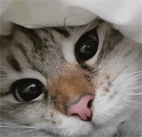 萌宠动若脱兔静如处子才是真喵女神