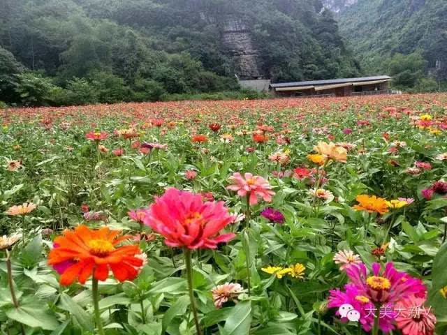 今年夏天很多美女醉在大新这片花海里