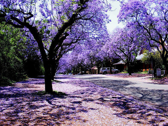 南非紫色季津巴布韦蓝花楹树盛开