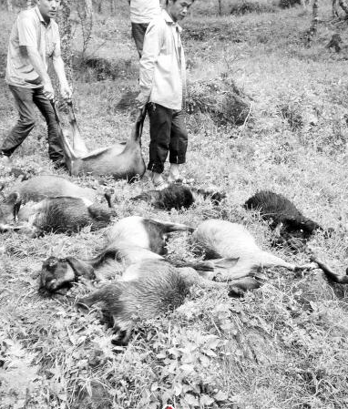狂风暴雨,电闪雷鸣,震耳欲聋的响雷过后,活蹦乱跳的羊群死了一大片