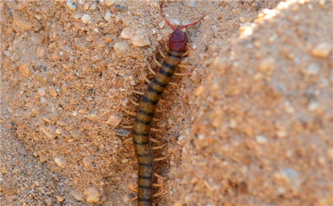 被蜈蚣咬伤的症状