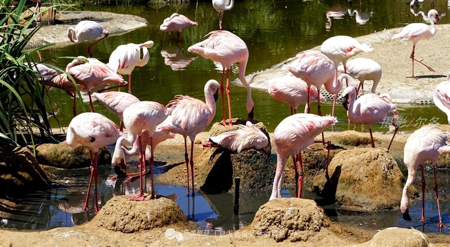 圣迭戈野生动物园 美洲大地非洲印象