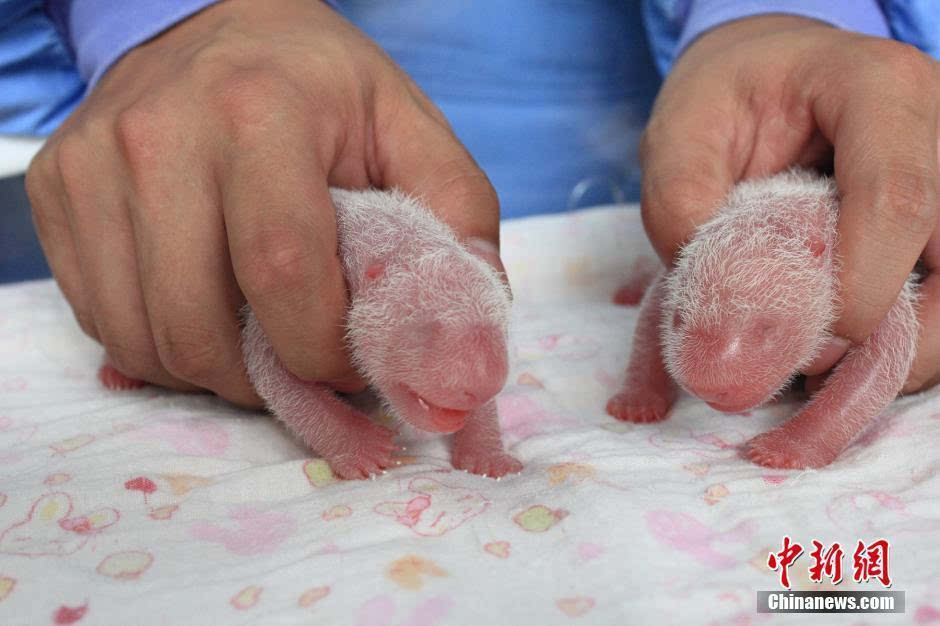 熊猫出生时图片