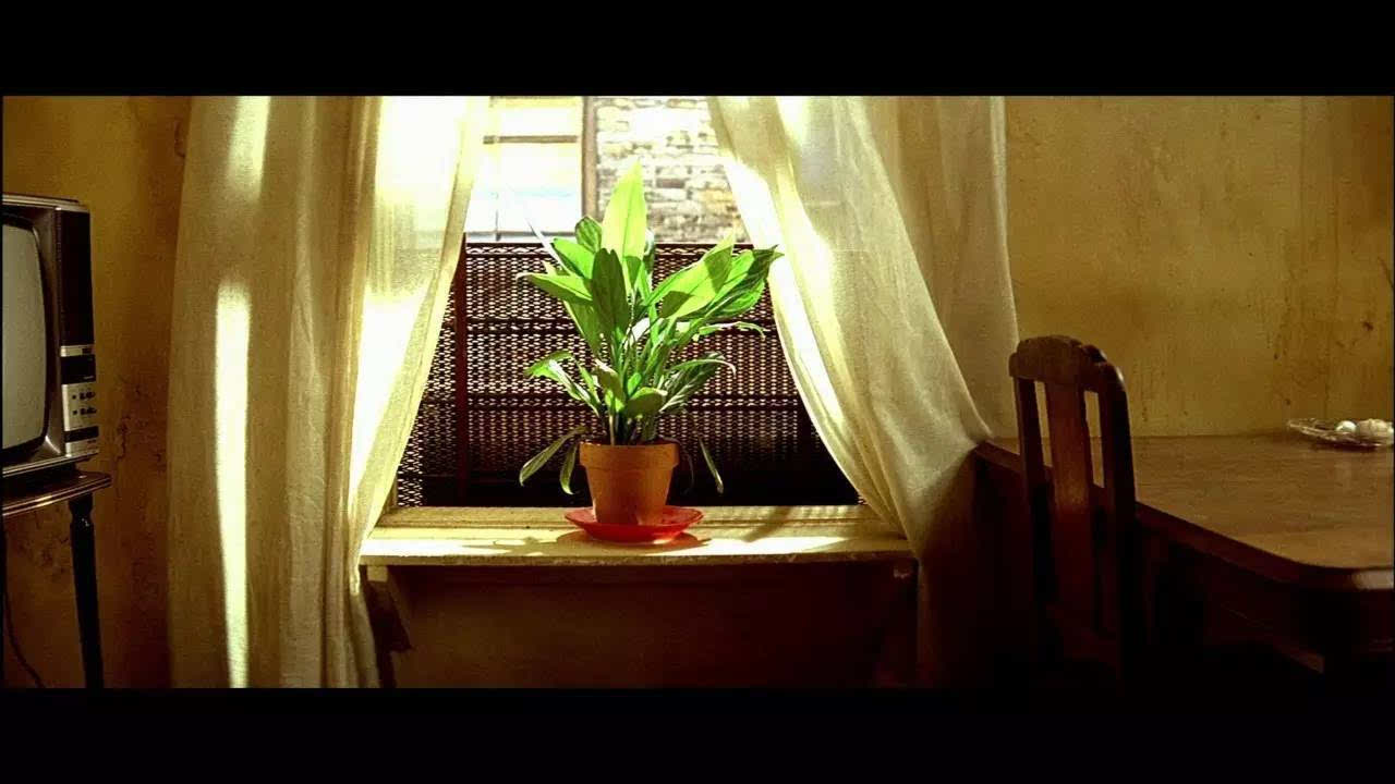没错,这就是《这个杀手不太冷》中称得上第三主角的那盆草.