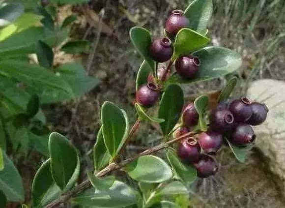 糖梨子圓兒又叫錐慄,冬季的冷風吹落,圓兒從樹掉落在地上,人們三五