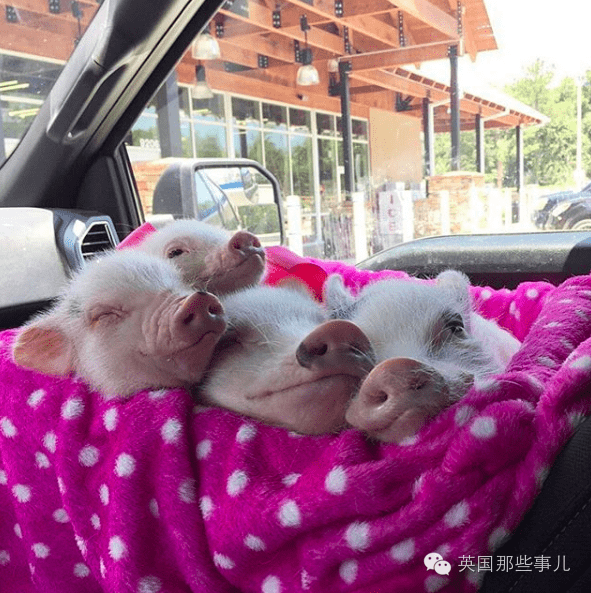 两只猪睡觉的表情包图片