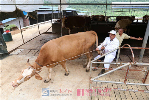 融安泗顶镇弘康生态养殖场:生态养牛牛一方