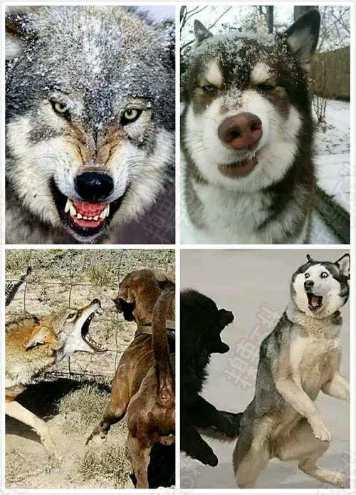 哈士奇和狼表情包图片