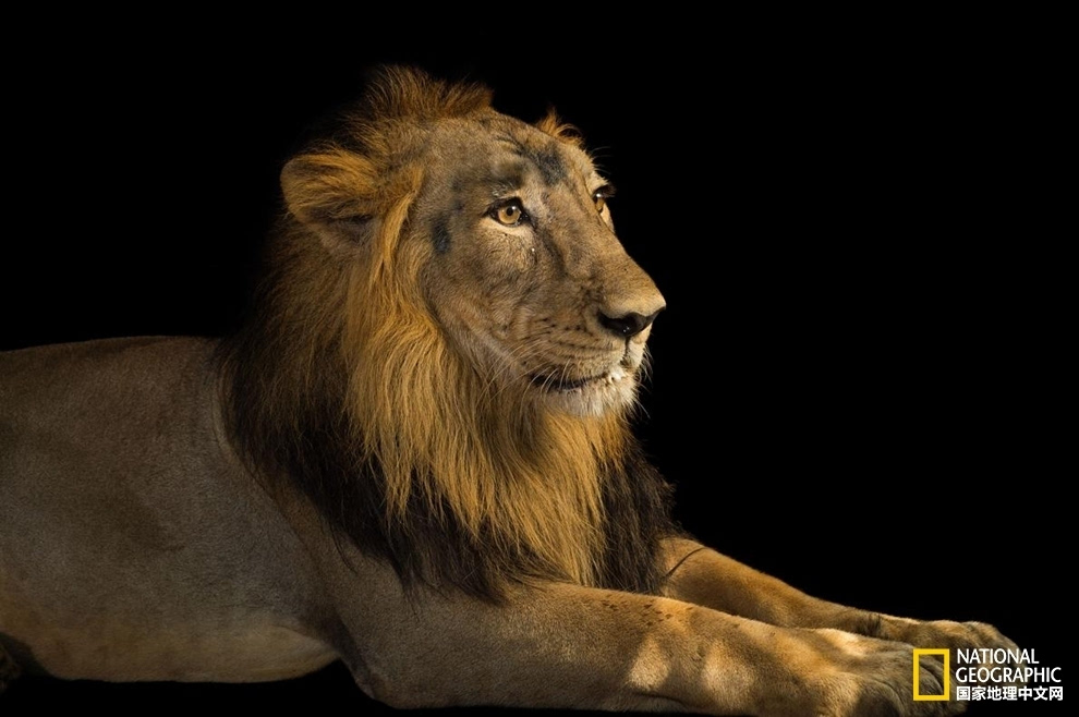 绝境逢生:亚洲狮最后的家园