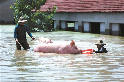 南方水灾死亡畜禽调查:数万头洪水猪去哪了?