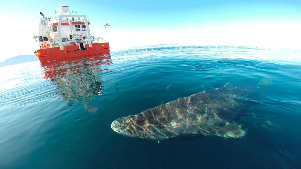 400歲格陵蘭島鯊魚為地球上最老的脊椎動物