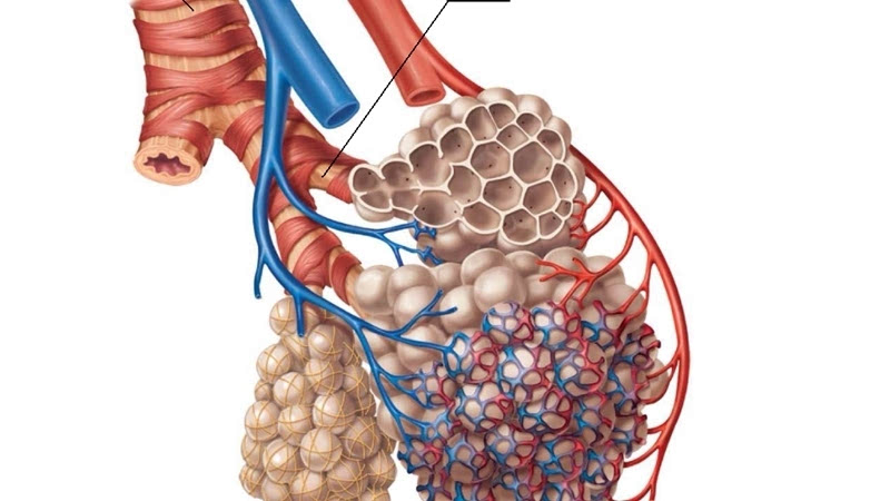 肺泡壁毛细血管图片