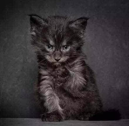 缅因猫头像 黑白图片