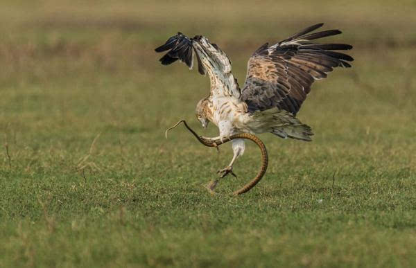 蛇鹫捕食图片图片