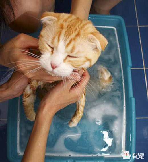 猫咪家庭美容法 洗澡