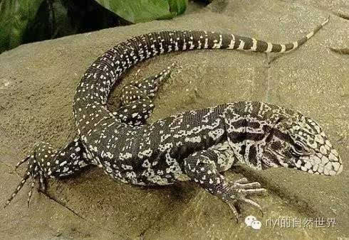 泰国巨蜥品种图片