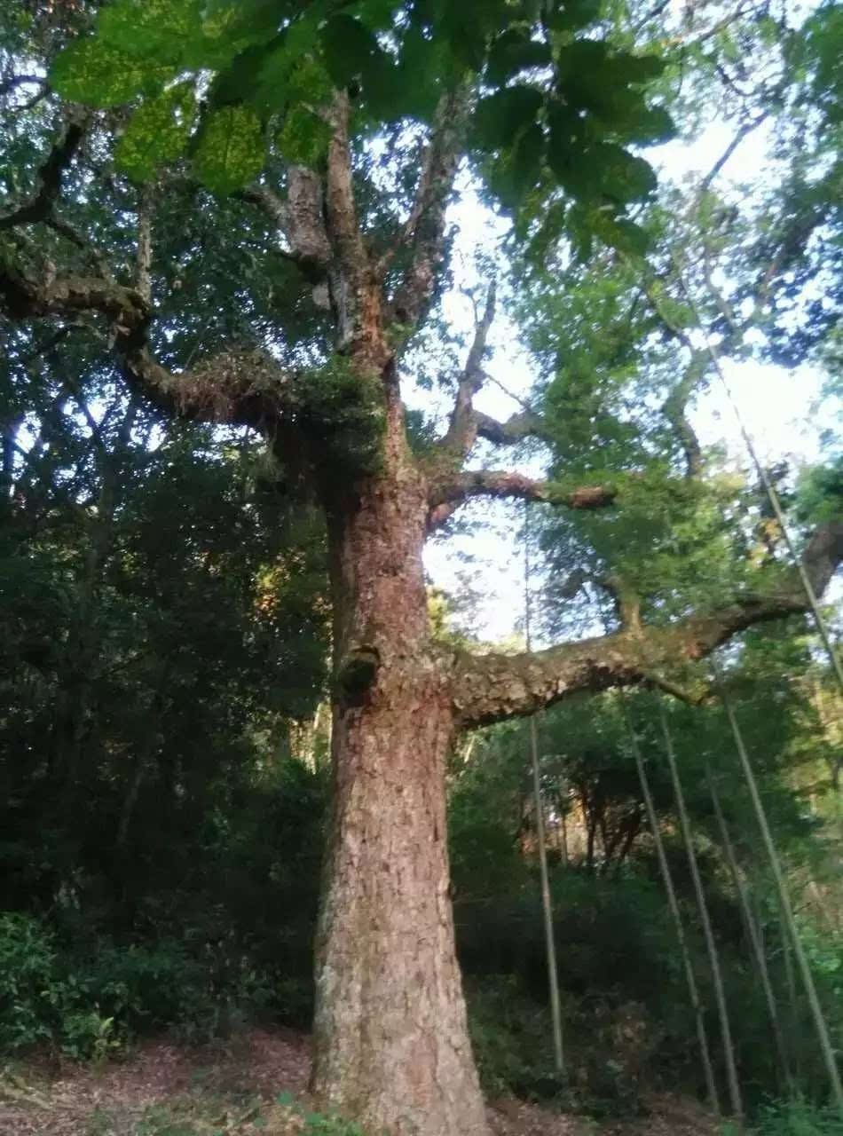 苦槠豆腐的药用价值图片