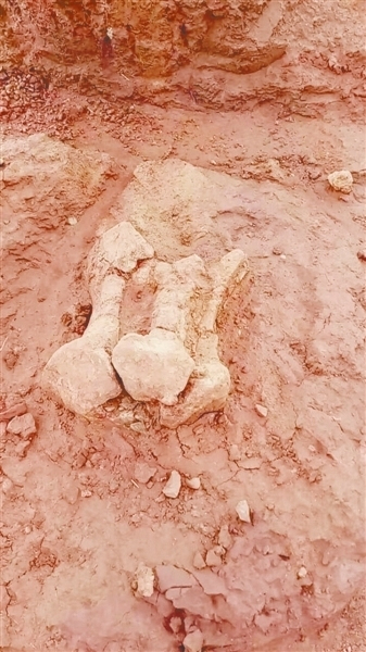 扶绥中国上龙化石图片