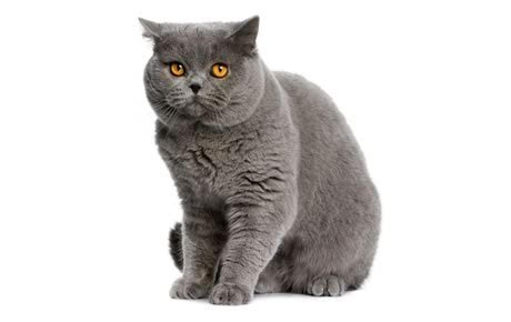 作为英国体型较大的家猫之一,英国短毛猫有三大特征:大饼脸,短脖子,小