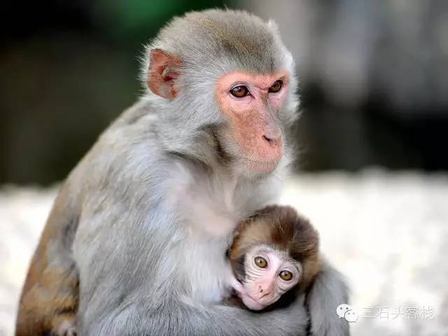 兔猴型:活泼善变型,感性乐天,动作敏捷,学习能力强,热情合群,善于调节