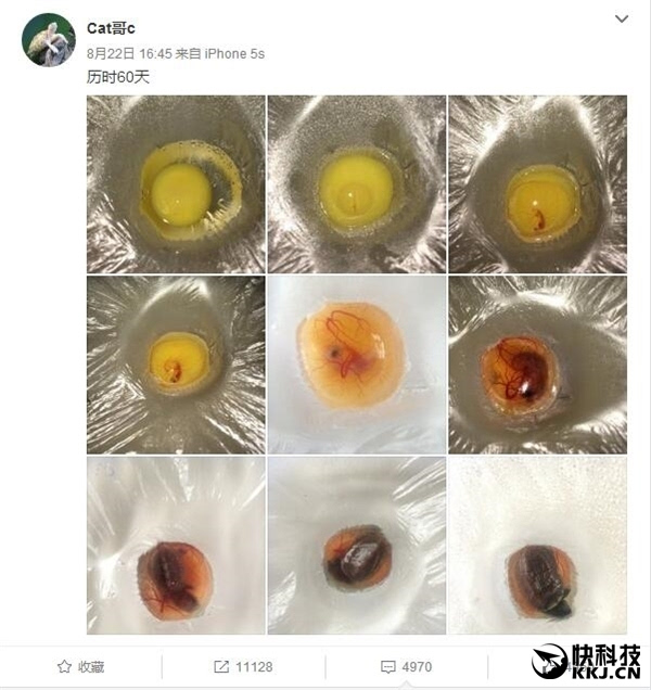 甲鱼蛋一半黄一半白图片