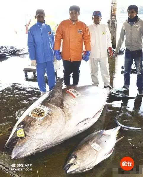 10 個金槍魚冷知識,不讓我動就死給你看!