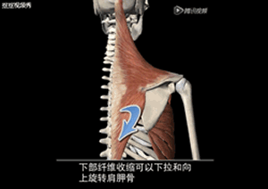肩胛骨运动方式动态图图片