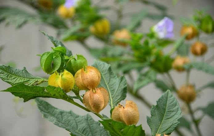 神奇!野生的燈籠果,搓出了貴州人夏天的最愛