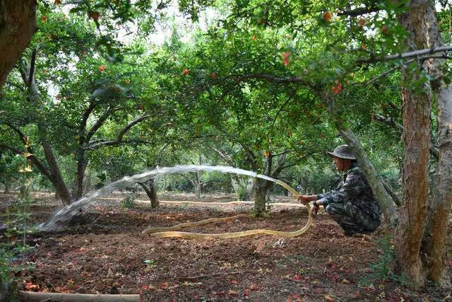 我哥哥和一些农业专家成立了农业生态研究会,开始研究石榴树的施肥