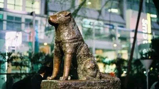 涩谷站前的狗图片