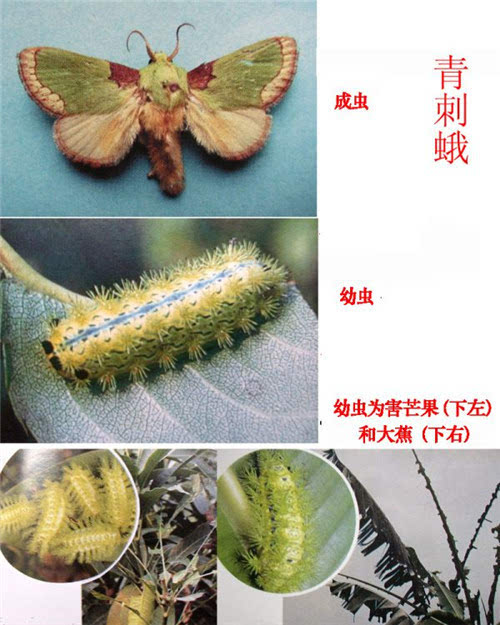刺蛾类和袋蛾类食叶害虫图片鉴别