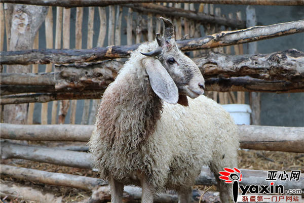 新疆博湖县一只半岁公绵羊长出五只犄角 酷似wifi天线亚心网讯(通讯员