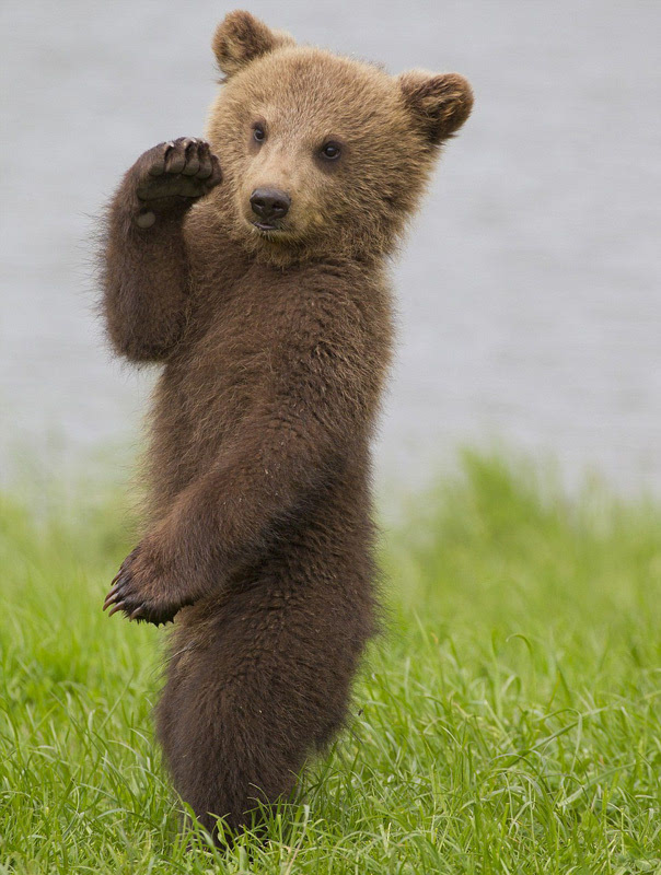 小棕熊真实图片