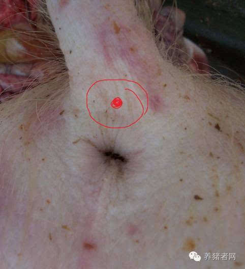 猪耳后打针部位和方法图片