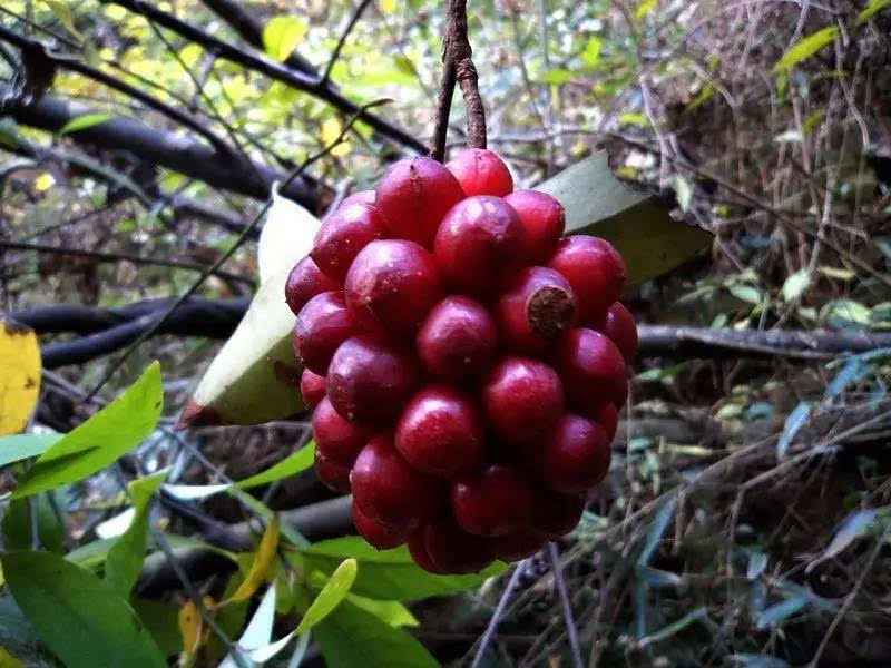 秋收:八月瓜炸,刺泡泛紅 酉陽的大山好吃慘了