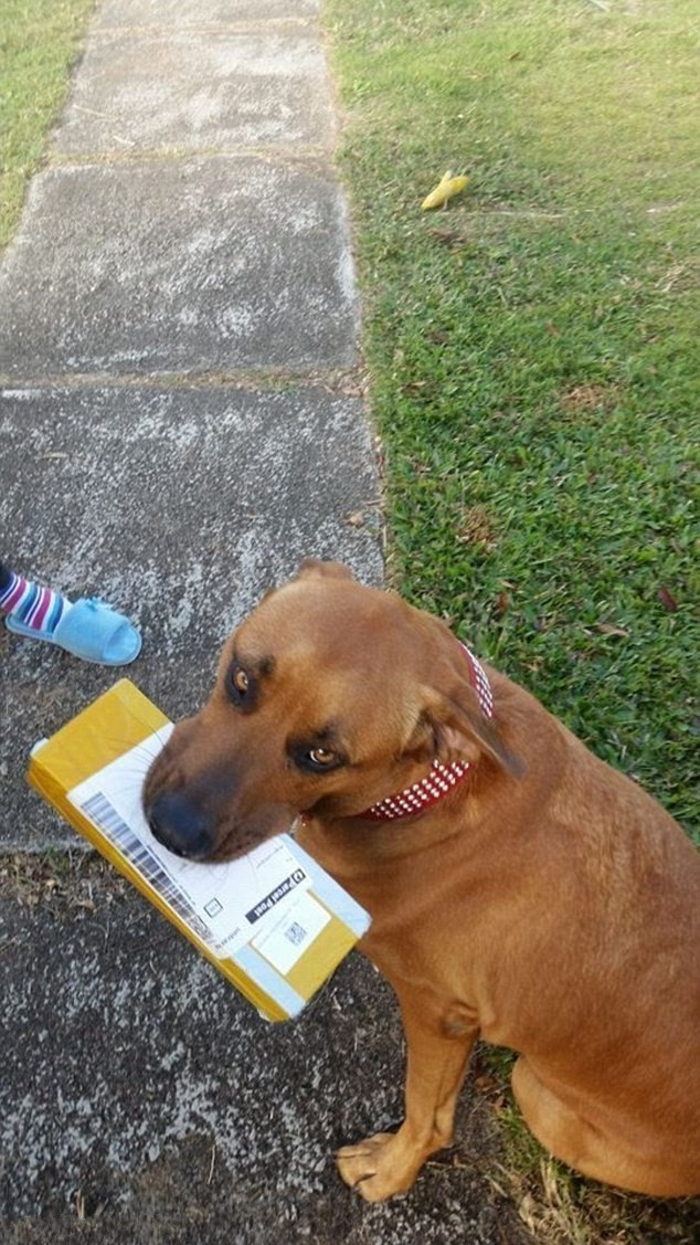 狗狗邮递员图片