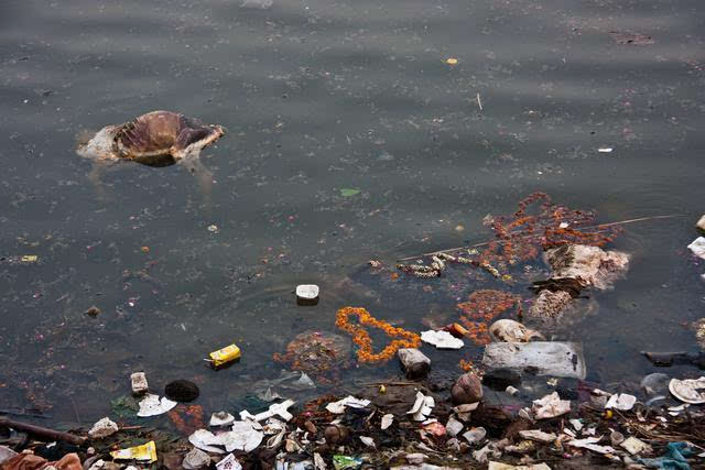 印度恒河:沐浴者,垃圾与水牛,印度人相信河水能够自然净化