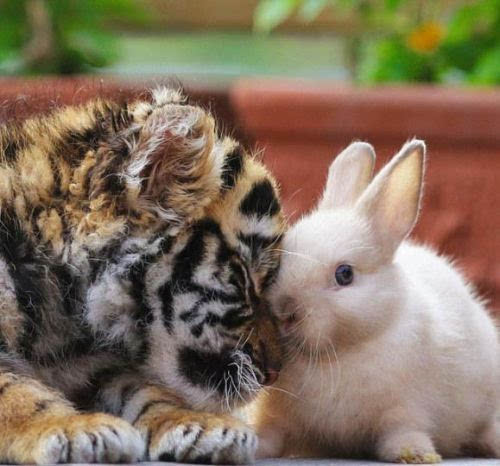 老虎和兔子的萌图图片