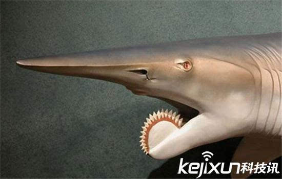 远古鲨鱼世界上图片